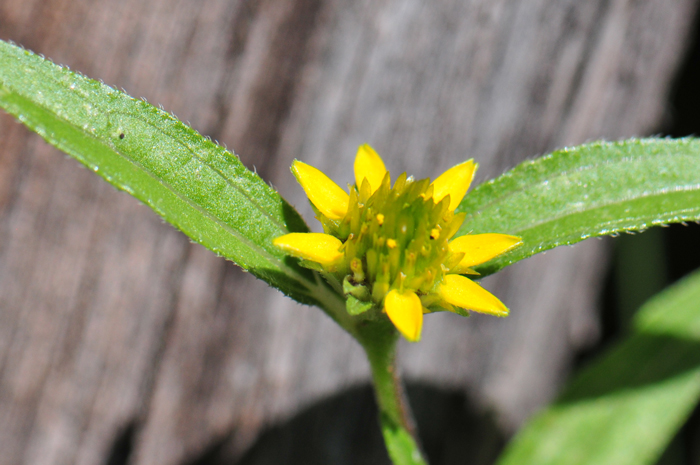 Abert's Creeping Zinnia has green leaves mostly without a leaf stalk (sessile), although there is a short stalk in the photo; the leaves are linear or lance-linear with short stiff hairs.  Sanvitalia abertii